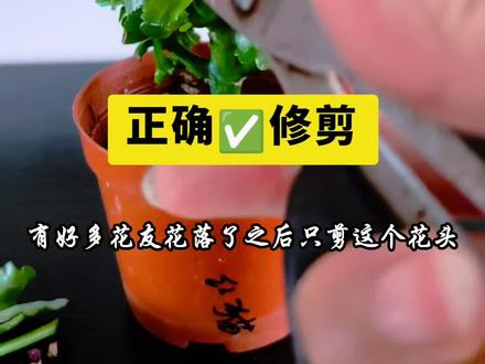 #长寿花 #修剪 #花 #花卉绿植
长寿花修剪