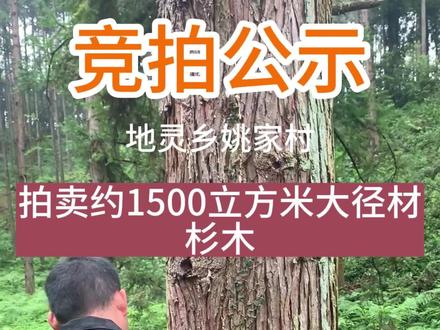 #热点 #木材人 #种植小技巧 #乡村守护人
广坪国有林场和地灵乡姚家村共有杉木约1500立方米木材竞拍公示!
会同县转出木材数量:木材材积约1500立方米,木材材积计算以检尺为准。
竞拍方式:采用阶梯竞价方式(每次增价10元/立方米),按价高者中标的原则。
竞买条件:凡具有相应经济能力的企业、组织和个人(法律、法规另有规定的除外)均可报名参加竞买。竞买成交者,保证金冲抵木材款,竞买不成功者,保证金全额退还,不计利息。
竞拍底价:800元/立方米。
付款方式:竞拍成交后,先付100万元定金,调运到1000立方米后再评估剩余木材的数量,再需要另交定金金额根据剩余木材数量而定。
报名时间:即日起至2023年10月10日17时前(直到产生受让方为止)
竞价时间:上午10:00-10:15
报名、竞拍地点:会同县资源自然局一楼办事大厅会同县农村产权交易中心
竟买保证金:5万元
特别提示:凡与上述标的有关的当事人、担保物权人、优先购买权人请于拍卖会时准时到达拍卖会现场,如需参与竞买的请在报名截止时间之前办理报名手续并提供相关证明,否则视为放弃相关权利。
会同县农村产权交易中心
2023年9月25日