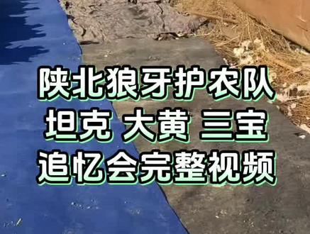 可怜的坦克宝宝,大黄宝宝,三宝宝一路走好,愿你们在汪星做一只快快乐乐的小狗#陕北狼牙护农队 #一路走好狗狗