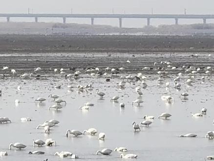 石臼湖天空之镜之天鹅#记录旅游足迹实景拍摄