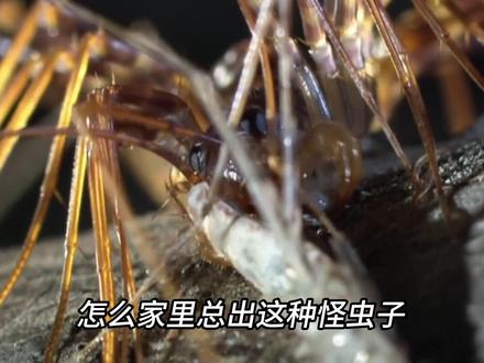 蚰蜒无害又吃蟑螂,别再看见就打死了 蚰蜒,又称草耙子或钱串子,常被误认为是害虫。实际上,它是肉食性昆虫,以蟑螂、臭虫等家庭害虫为食,是免费的灭蟑帮手。蚰蜒胆小,几乎不会主动咬人,毒性对人无害,也不会钻耳朵。为减少蚰蜒出现,可保持家里干燥,消灭害虫。 #蚰蜒 #蟑螂 #害虫 #涨知识 #青年创作者成长计划