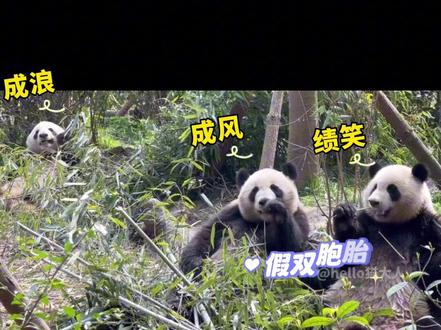🐼熊猫们的闺蜜时光🌸我们天下第一好💕 良月&渝贝,润玥&艾玖,奇一&福来,绩笑&成风,金宵&雅颂,园润&淼淼。#大熊猫 #来这吸熊猫 #国宝熊猫 #不止我一个想rua大熊猫
