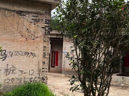 怎么把路边的桂花搬回家? #桂花 #扦插