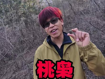 摘桃枭:一桃压百魅,一枭镇千邪!!! 桃枭是野生桃树结出的果实,本草纲目记载它在树不落,杀百鬼。寻常果实经秋则落,而桃枭独能抗寒耐霜,吸纳春之生、夏之长、秋之收、冬之藏的四季精华,凝聚天地间最纯粹的纯阳之气。这种先天纯阳之性,使其成为克制阴邪的天然灵物。尤其适合阳气尚未充盈的孩童佩戴。采摘桃枭是非常有讲究的。选材须是野外老桃树,且果实必须全程挂枝不落。采摘时机定在正月。方位选桃树东南枝最高处,采摘后放入清水,有条件的最好是无根水。沉水者为精气充盈的上佳之选,浮水者弃用。#桃枭 #桃枭有什么作用 #户外 #花卷就是玩儿