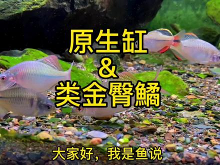 少女心的~类金臀鱊来了,视频最后有个小福利,别错过哦#养鱼日记 #水族 #观赏鱼 #原生缸 #最美原生鱼 @DOU+上热门