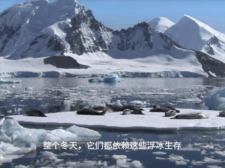 海豹晒暖遇危机,虎鲸联手掀冰围猎 #海豚🐬 #人与自然 #海豹 #虎鲸 #神奇动物