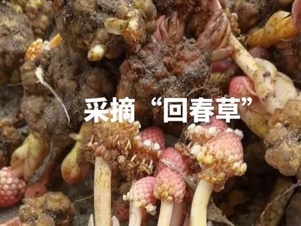 野生红冬蛇菰,又叫回春草,养肝的绝品!