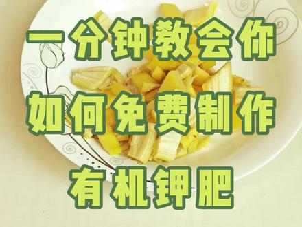 使用香蕉皮和红糖在家制作有机钾肥 #植物生长过程 #创作者中心 #创作灵感 #阳台种植 #90后种菜 香蕉皮加红糖发酵可制成有机钾肥:将香蕉皮剪碎,与红糖、水按一定比例装入塑料瓶,留出四分之一空间。红糖为微生物提供能量,促进乳酸菌等有益菌繁殖,分解香蕉皮中的有机质,释放出钾、磷等元素。密封后在温暖处发酵,每周放气,待液体呈深棕色、无气泡产生即成功。使用时需稀释十倍以上浇灌植物,能补充钾素,增强抗病力并改善果实品质。