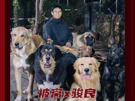 被窝你偷偷告诉大家 你是不是萨摩耶假扮的阿拉斯加!#骏良 #小狗 #骏良的狗 #温暖 #门头沟小狗