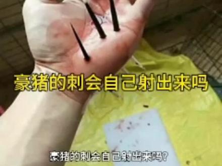 豪猪身上的刺会自己射出来吗?#豪猪刺 #豪猪养殖