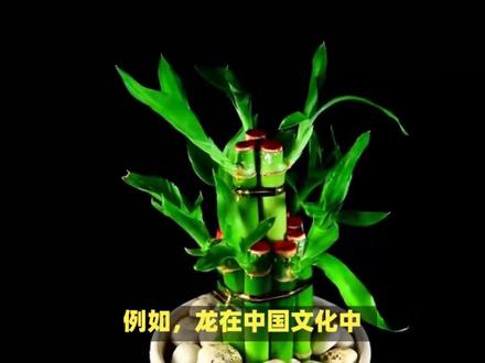 竹子节节高代表什么生肖? #内容启发搜索