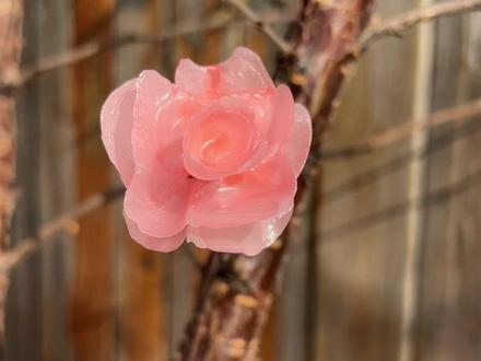 做蜡梅花,就是个玩 #vlog十亿流量扶持计划 #我的乡村生活 #玩 #真实生活分享计划 #万物皆可种草搜