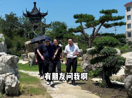 橄榄树象征和平幸福财富基业长青:是高品质的景观风水树