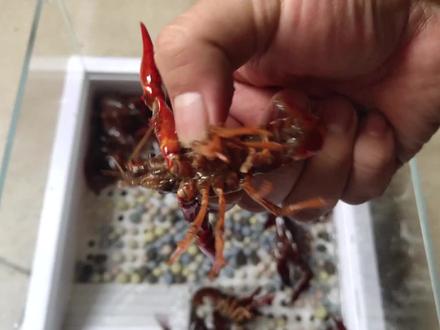 1只3个月的小龙虾,挑战亚马逊猛鱼缸的利齿们,最后却全部拿下 #小龙虾 #大猫 #亚马逊猛鱼