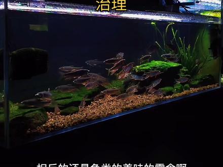 溪流缸干货 第六十八波#原生缸 #原生鱼 #溪流缸