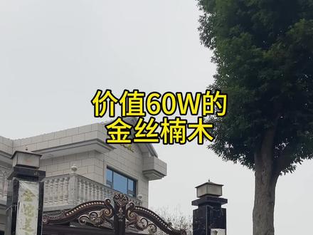 价值60W的金丝楠木#金丝楠木 #金丝楠