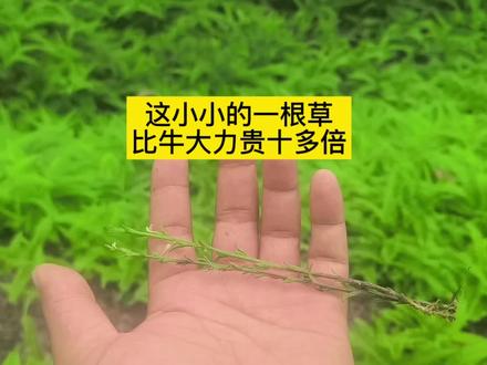#野外采摘 #中草药#独脚金 这比牛大力还贵十多倍的草药为什么很少人愿意去采