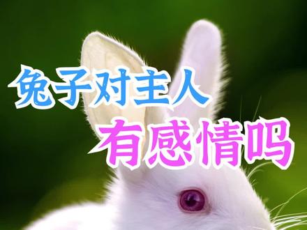 兔子对主人有感情吗#萌宠 #可爱 #兔兔这么可爱 @抖音小助手