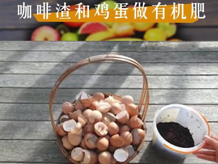 咖啡渣和鸡蛋做有机肥#种植 #果菜田