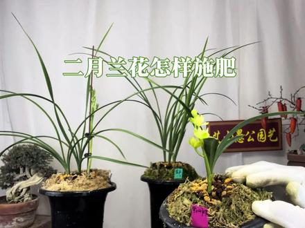 二月兰花施肥,为什么老手宁愿长草也不肯放一粒?赶紧看看 园艺师:二月兰花施一次肥,开春烂一盆根,这是教过学费。#兰花施肥 #养兰 #二月养兰
