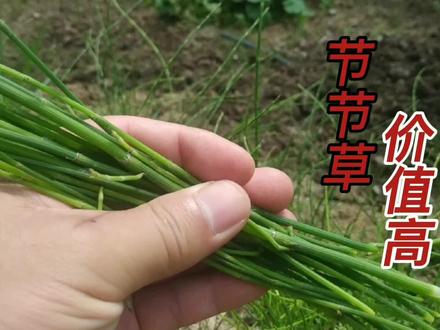 农村沟边常见植物“节节草”,生活中4大用途,现在知道也不晚