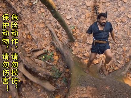 印度森林大喵成精,三哥一家神剧护体,治服大喵帅爆现场!#野生动物零距离 #动物 #影视解说 #野生动物 #老虎 #动物