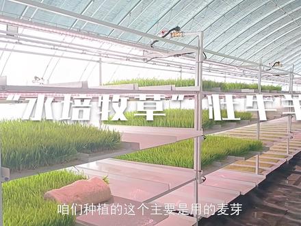 “水培牧草”壮牛羊#抖音助农 #优质农产品 @DOU+小助手