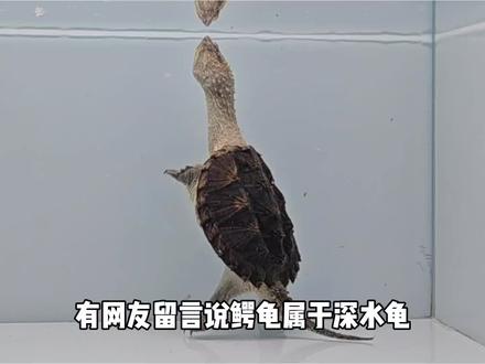 深水出好龟? 鳄龟为什么要深水养?有什么好处呢?#鳄龟 #佛鳄龟 #大鳄龟 #乌龟溺水