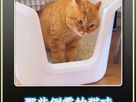 那些倒霉的猫咪#搞笑视频 #万万没想到 #萌宠