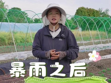 夏季雨水多,小菜园应该怎么管理? #种菜 #蔬菜种植 #关注我一起学种菜 #自己种的纯天然的绿色蔬菜 #我的小菜园