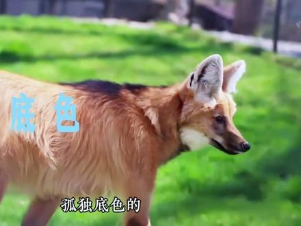 鬃狼 世界上唯一一种能把动物园游客骗到报警的动物。学会了在不结群的约束下,如何精确维持一段长距离的、非接触的、持续终生的亲密关系。#科普一下 #生物科普 #动物科普 #鬃狼 #青年创作者成长计划
