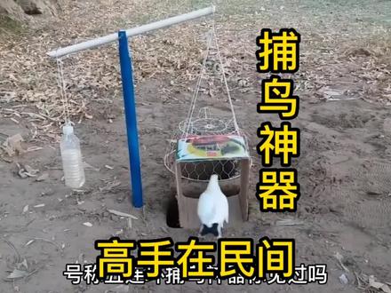 自动一体式连环驱鸟陷阱,新创作,新发明,最简单的技术制作驱鸟神器。#荒野猎人 #捕猎 #狩猎场 #我爱发明