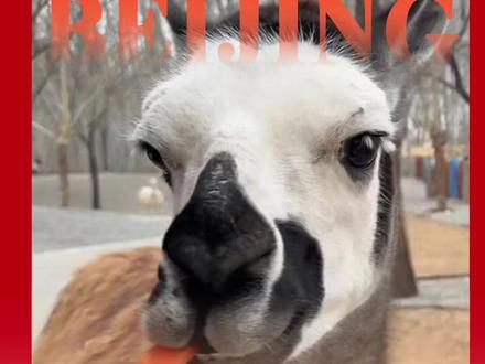 在北野被羊驼“围攻”了!网友在北京野生动物园第一视角拍摄投喂大羊驼,全程参与互动感拉满!羊驼:餐车终于来了!#羊驼 #北京野生动物园