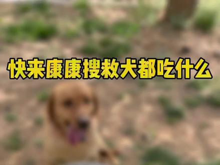 吃播已上线,请及时收看!#搜救犬的日常