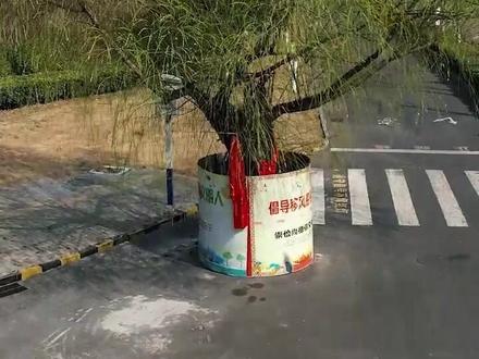 亳州街头的钉子树,据说无人敢动,修路都有意绕过,树底那个“倡导移风易俗”,多少透露了它的故事!#航拍亳州#钉子树#城市风景