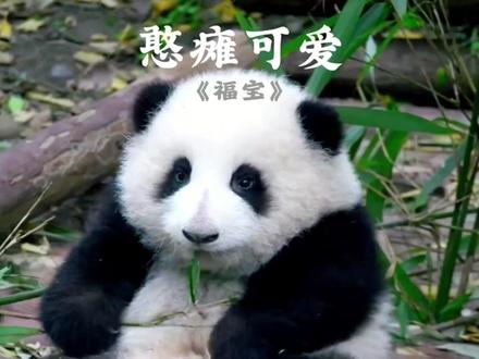 假如有机会,你支持福宝再次旅韩?别急着站队,看完再说!
#动物世界#熊猫福宝 #大熊猫