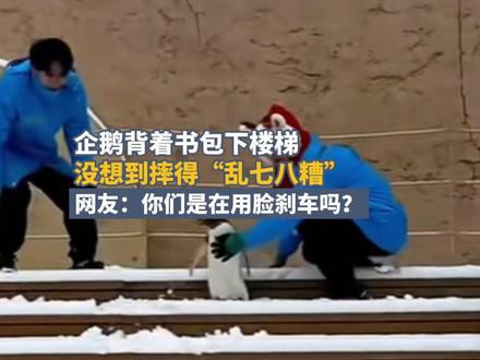 企鹅背着书包下楼梯,没想到摔得“乱七八糟”