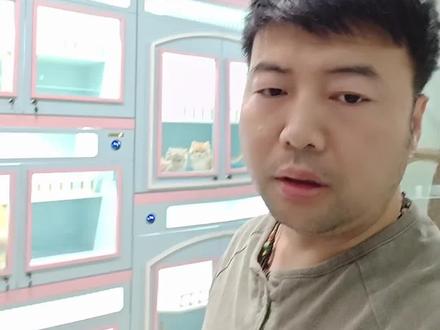 如何像我一样把猫咪的食欲喂的非常好,最简单的方式就是……看我视频吧