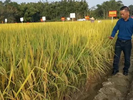 蓝天白云,超治愈的野香优818,你值得拥有。#丰收的季节 #新农人计划2021 #农忙秋收 #抖音助农 #农业种植 #香米 #香稻 #稻田风光