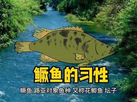 路亚鳜鱼,你就必须要知道他的习性#微物路亚 #鳜鱼季 #路亚斑鳜