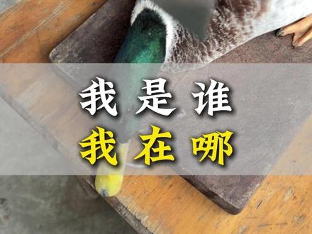 当鸭子做了个噩梦... #当食物做了个噩梦 #抽象 #鸭子