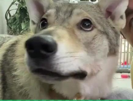 这个博主太逗了我果断关注他了 原作者@女当家 #捷克狼犬 #狗狗的心思都写在脸上了 #小眼神 #我不怕老婆我是尊重老婆
