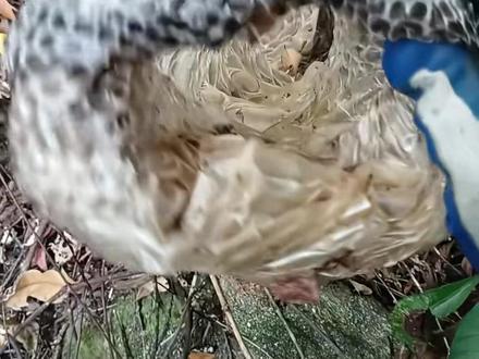 广东采药人深山偶遇5米“龙衣” ,蛇蜕粗过大腿。采药人:猜测是蟒蛇,因担心捡拾可能违法,故没有捡拾#采药人 #蛇