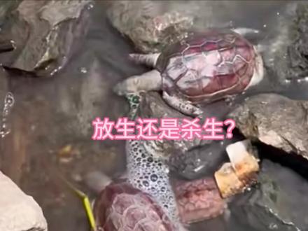 听说放生乌龟能积功德?可是你随便乱放,乌龟都挂了,有什么用?#中华草龟 #放生乌龟的含义 #放生乌龟需要注意什么 #放生乌龟死亡 #乌龟 #养龟人 #什么乌龟不可以放生 #鳄龟