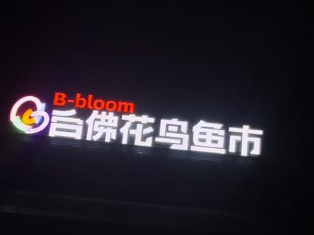 庄里最大的花鸟鱼市翻新开业了,品种多样,欢迎大家带小朋友们来参观#白佛花鸟鱼市#石家庄观赏鱼热带鱼#热带鱼 #观赏鱼 #石家庄市