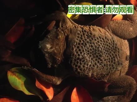 看似恐怖到头皮发麻的繁育方式,藏着雌蛙最极致的爱 #负子蟾 #动物世界 #动物科普 #动物解说 #神奇动物