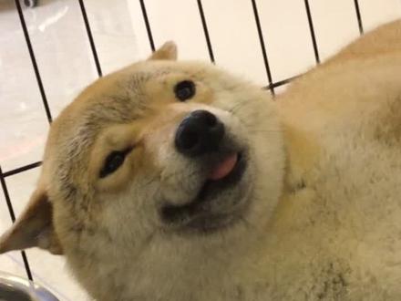 今天是个豆包表情小合集 赶时间做出来的 希望大家喜欢#柴犬 #感谢抖音感谢抖音平台 #热门