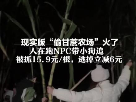 现实版“偷甘蔗农场”火了 人在跑NPC带小狗追 被抓15.9元/根,逃掉立减6元 店主:一晚上能卖五六百根(部分素材来源自@小二爱航拍)