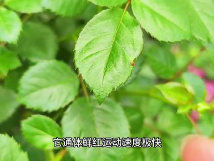 家庭养花千万别把它误以为是红蜘蛛,它是红蜘蛛的天敌:大赤螨#花卉绿植 #养护小知识 #病虫害防治 #月季 #养花人
