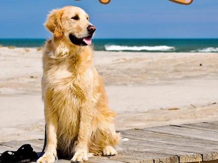 据说大白熊混进北极熊队伍里都不会被发现!#萌宠出道计划 #大白熊 #大白熊犬